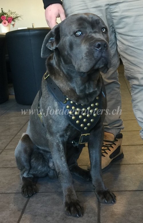 Harnais fabriqu  la main pour Cane Corso