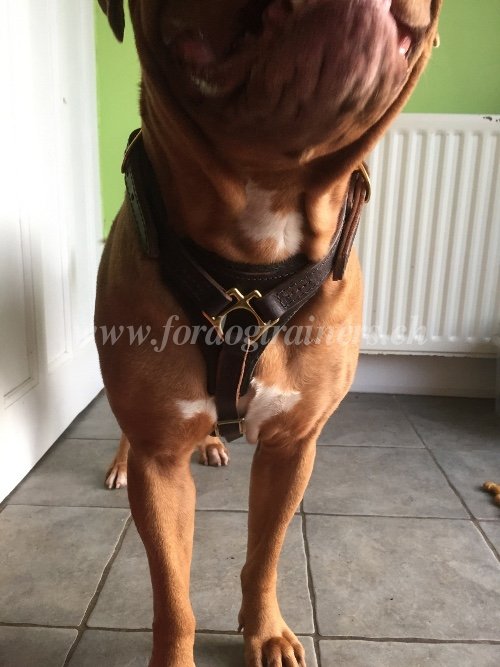 Harnais de haute rsistance pour Dogue de Bordeaux