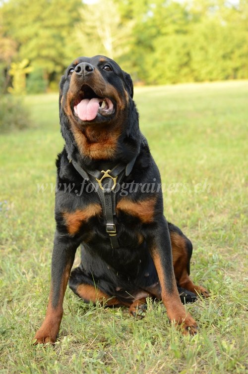 Harnais confort pour Rottweiler