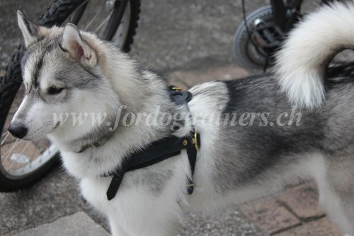 Faire du vlo ave son chien - Husky