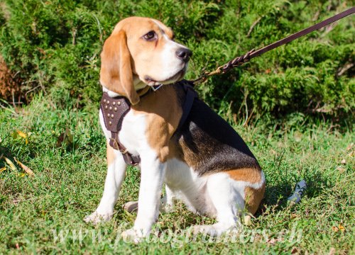 Harnais en cuir pour Beagle