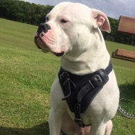 Leder Geschirr fuer Amerikanische Bulldogge Stossarbeit