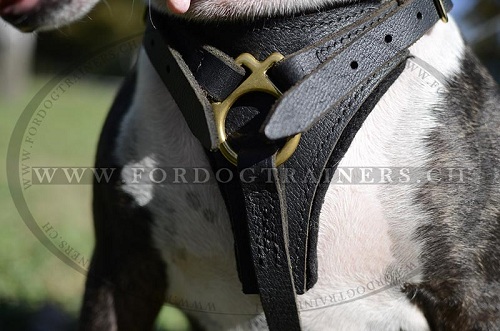 Harnais de qualit pour Bull Terrier