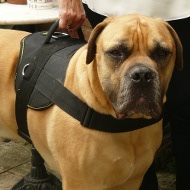 Harnais de marche pour Mastiff | Harnais de sport⬗