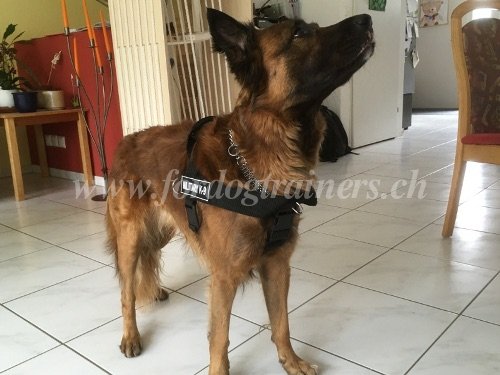 Harnais en nylon pour chien de Berger Top
Qualit