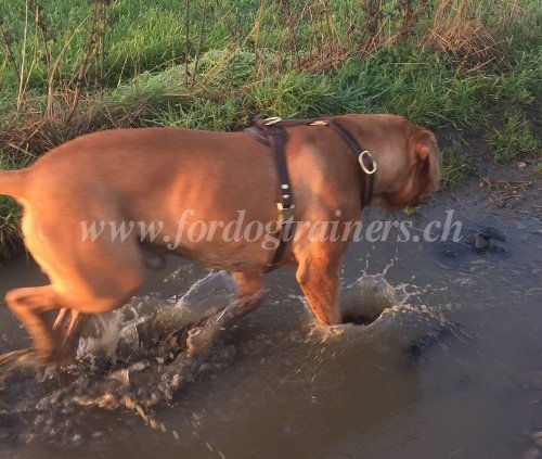 Harnais de promenade pour Dogue de Bordeaux