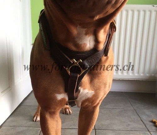 Harnais en cuir pour Dogue de Bordeaux