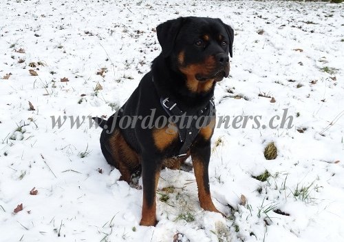 Rottweiler Brustgeschirr Leder mit Polsterung