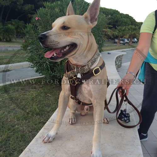 Harnais de marche pour Amstaff