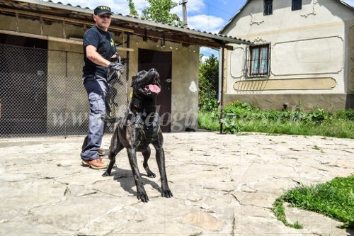 Collier de grande rsistance pour Bandog