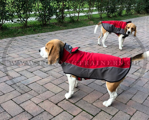 Harnais en polyester pour Beagle