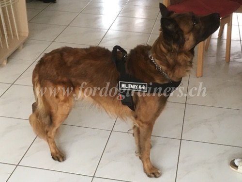 Harnais universel en nylon pour chien de Berger