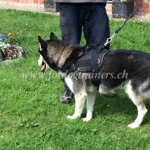 Harnais confort pour Husky