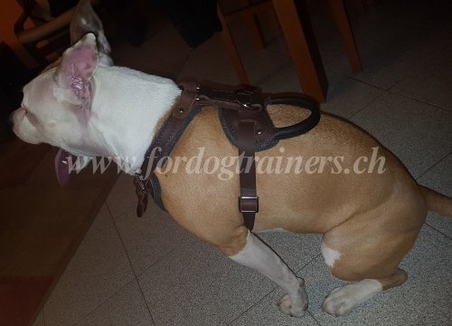 Harnais de
marche pour Amstaff