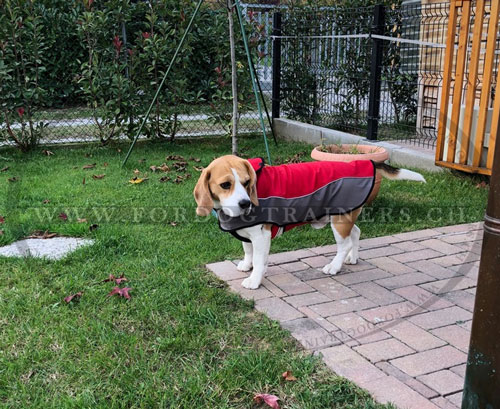 Gilet
pour Beagle