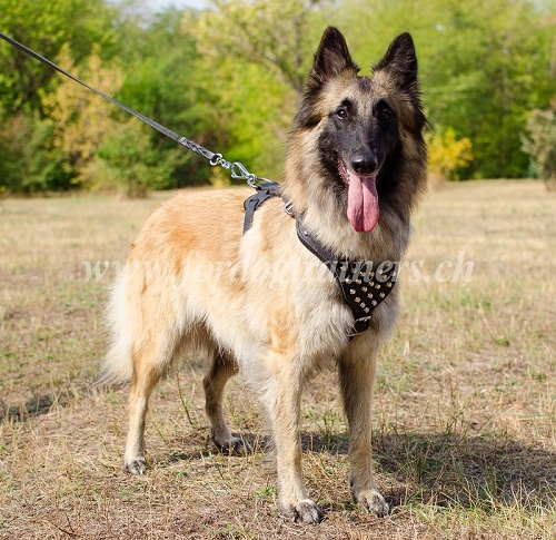 Harnais pour chien de Tervueren