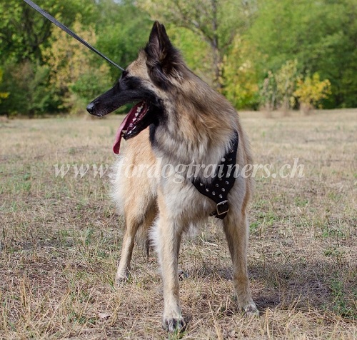 Harnais dcor pour chien de
Tervueren