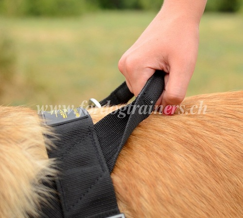 Harnais  poigne pour chien de Tervueren