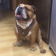 Hundegeschirr Nappa Gepolstert fr Englische Bulldogge