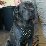 Geschirr Leder mit Messing-Nieten fr Cane Corso