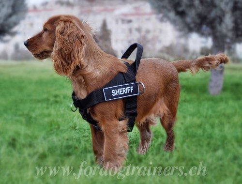 Harnais en nylon pour Cocker spaniel anglais Sport
&Marches