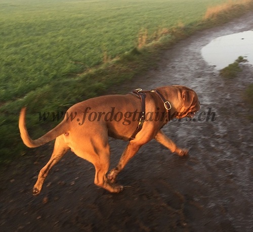 Harnais ergonomique pour Dogue de Bordeaux