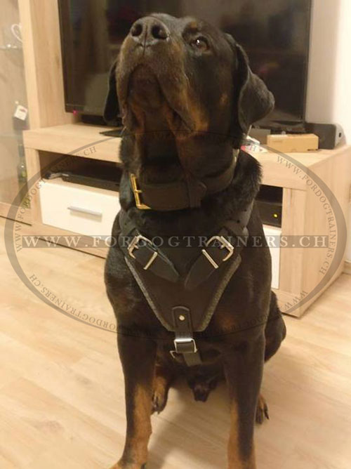 Top Geschirr Leder fr Rottweiler