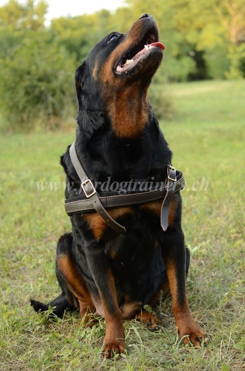 Harnais de traction en cuir pour Rottweiler