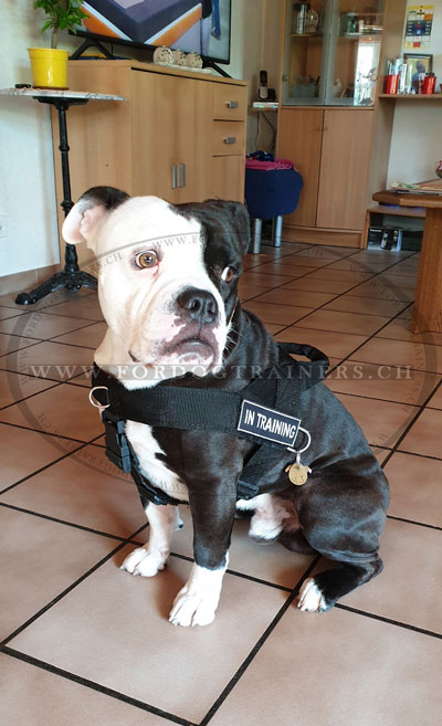 Harnais chien bouledogue avec inscription