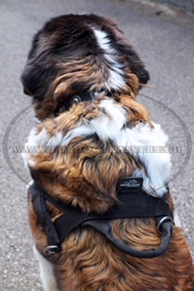 Harnais d'entrainement pour chien saint bernard