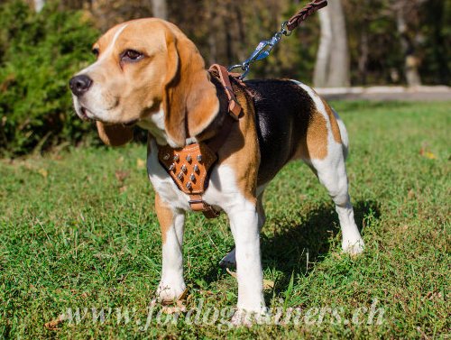 Harnais
pour Beagle