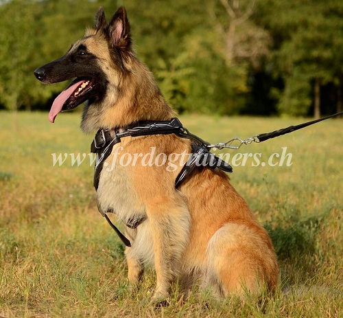 Harnais en cuir pour chien de Tervueren