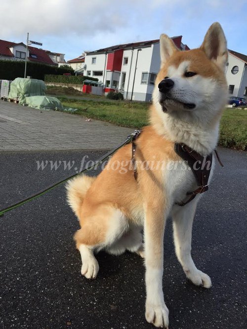 Harnais en cuir pour Akita Inu