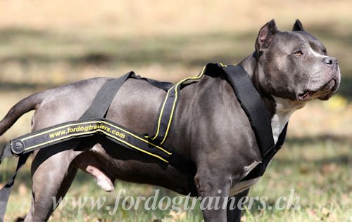 Harnais de sport pour chien Pitbull