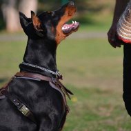 Leder Geschirr fr Dobermann Hetzarbeit