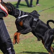 Hunde Geschirr Nylon fr Dobermann Pinscher Schweiz