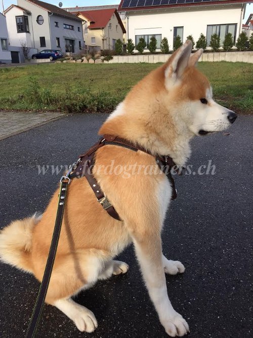 Harnais pour Akita Inu