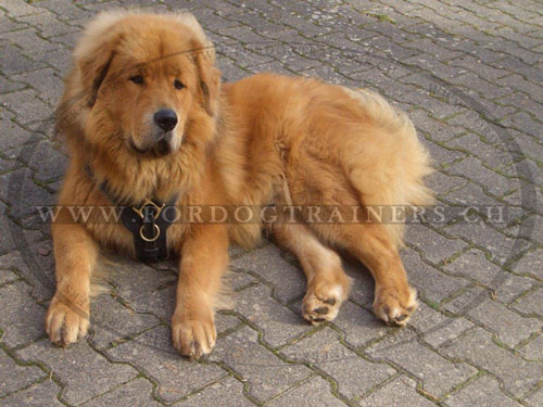 Harnais de marche pour Dogue du Tibet