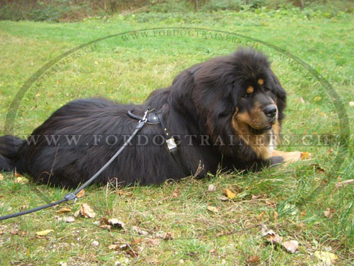 hochwertiges Geschirr fr Tibetan Dogge