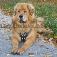 Hundegeschirr Leder fr Tibetan Mastiff, sehr grosse Hunde