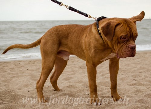 Matriel pour Dogue de Bordeaux