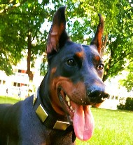 Hundehalsband fr Dobermann breit mit Schmuck