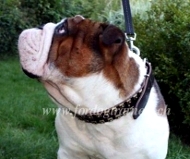 Hundehalsband fr Englische Bulldogge