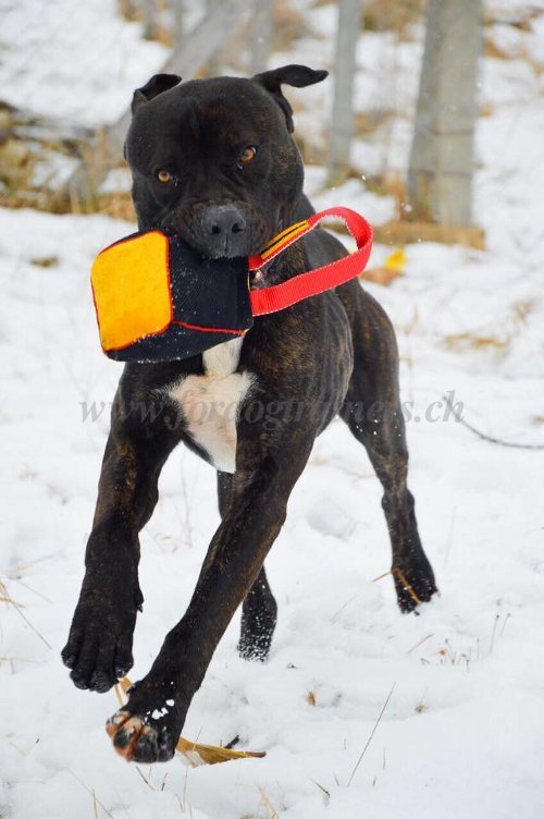 Cube d'entranement pour Bandog