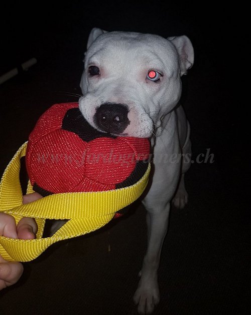 Ballon en tissu pour
Staffordshire Bull Terrier