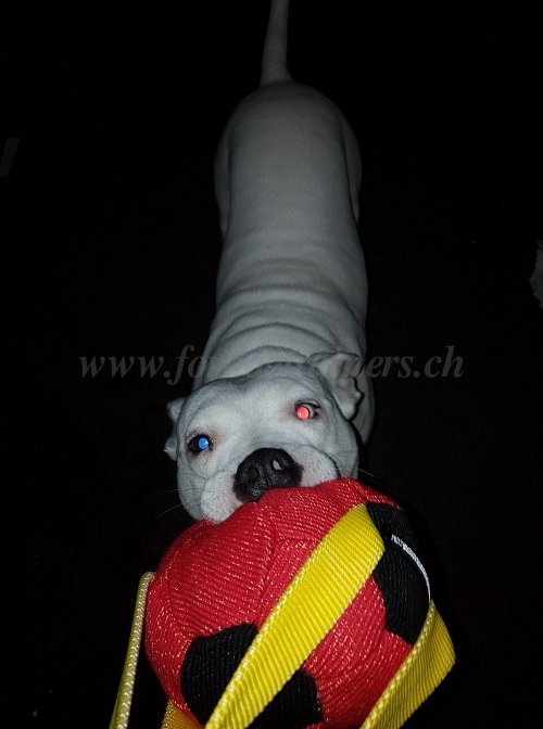 Ballon de rappel pour
Staffordshire Bull Terrier