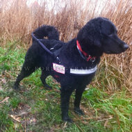 Labradoodle BLindenhundgeschirr