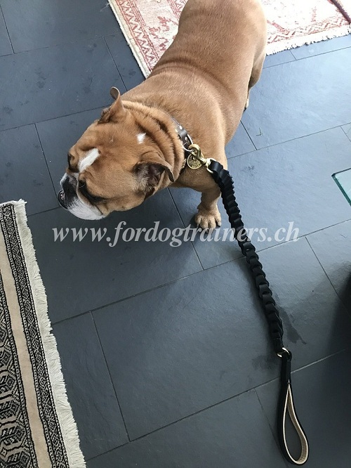 Laisse exclusive pour Bouledogue anglais