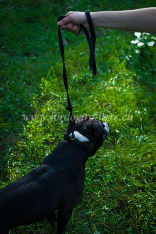 Collier trangleur avec laisse pour Amstaff