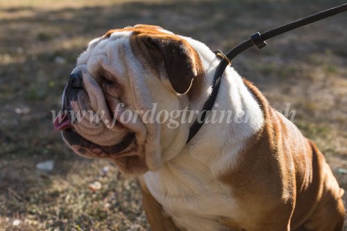 Laisse et collier
trangleur pour Bouledogue anglais